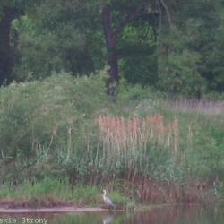 Rejsy wycieczkowe po Odrze