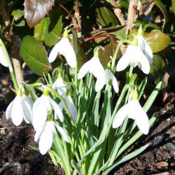 Marcowe prace w ogrodzie