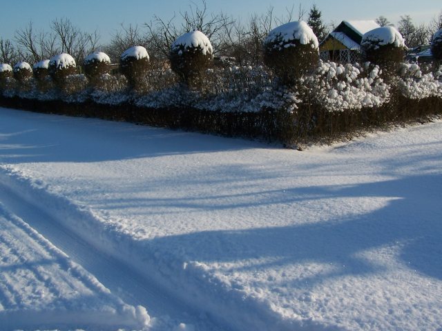 Ogród zimą